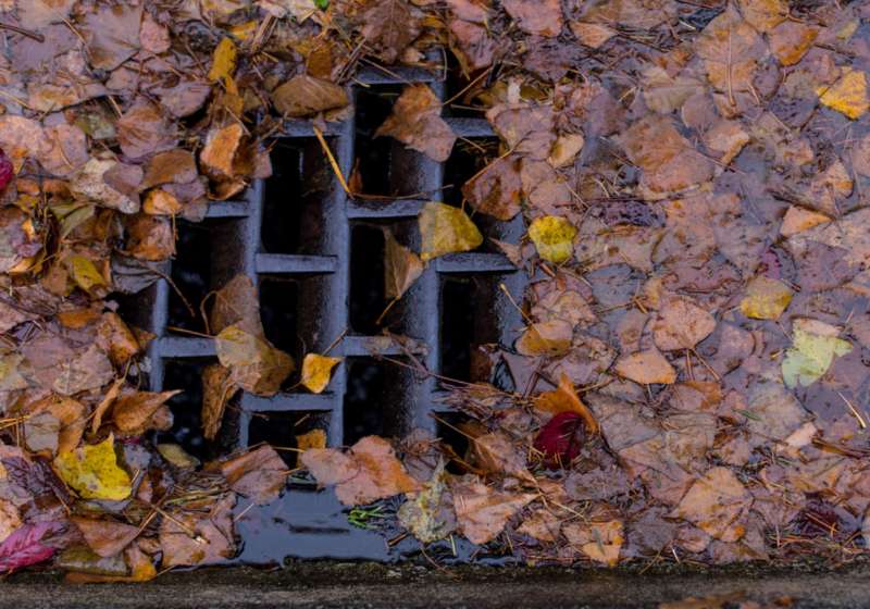 6 - Blocked Drain Cause - Leaves, Trees & Plants