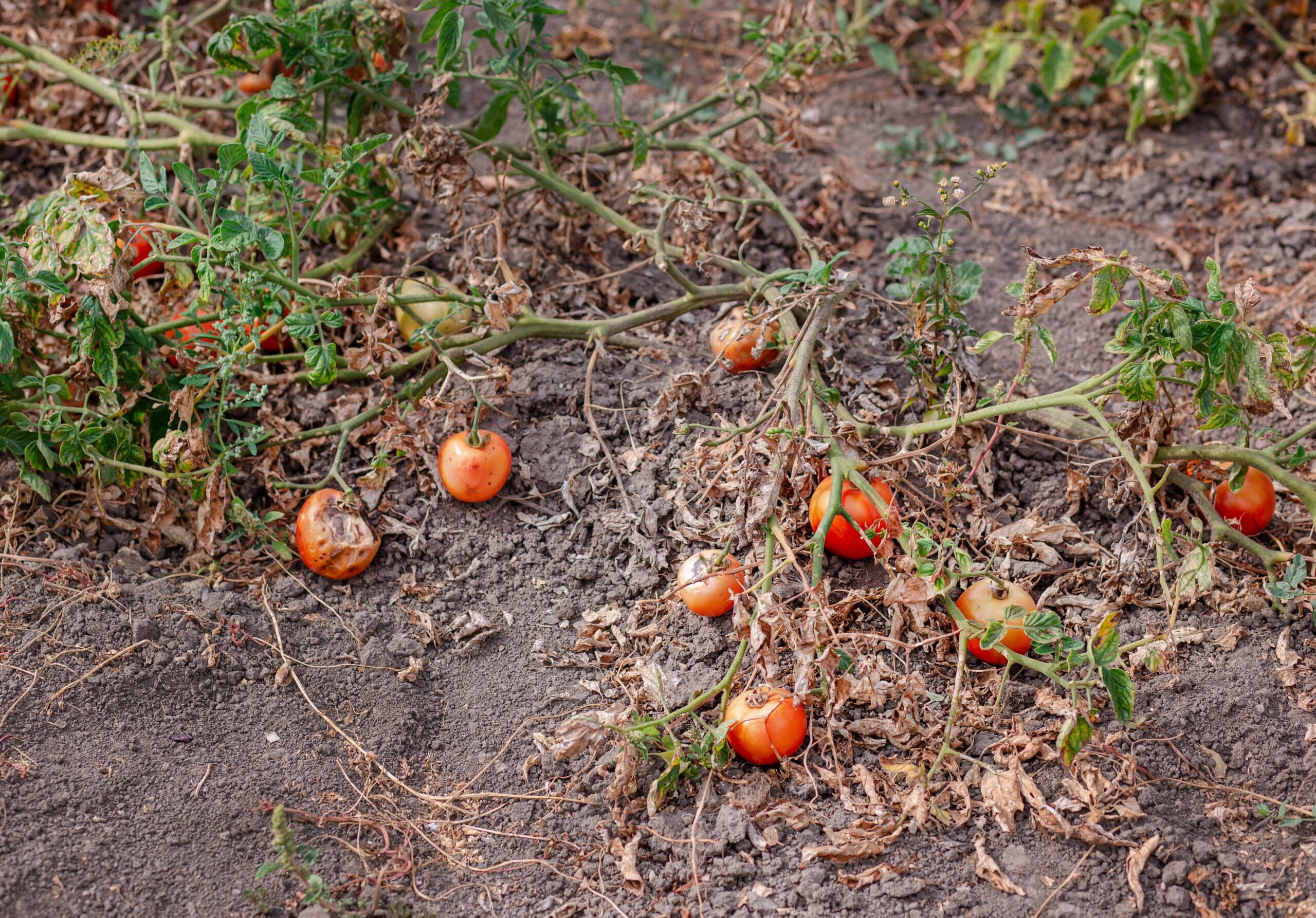 dying or dead vegetation caused by faulty gas